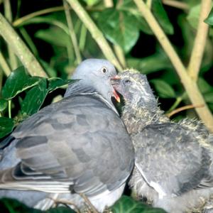 Woodpigeon DM0824