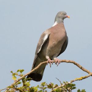 Woodpigeon DM1843