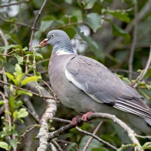 Woodpigeon DM1844