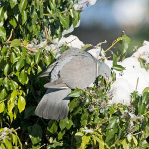 Woodpigeon in Ivy 1