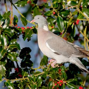 Woodpigeon in a Holly Bush DM0825
