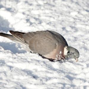 Woodpigeon in the Snow DM0827