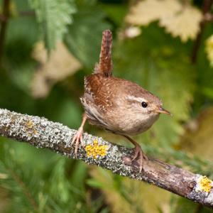 Wren DM1272