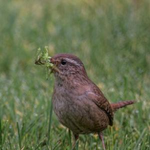 Wren DM1845