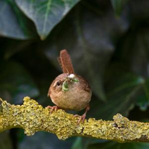 Wren DM1846