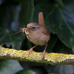 Wren DM1847