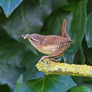 Wren DM1848
