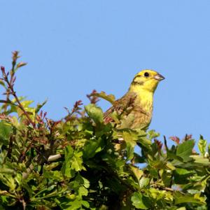 Yellowhammer  5 DM0173