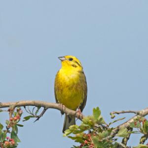 Yellowhammer  DM1850
