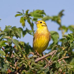 Yellowhammer 4 DM0172