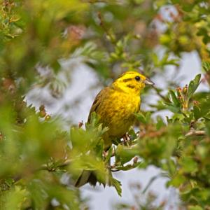Yellowhammer DM1849