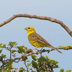 Yellowhammer DM1851