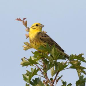 Yellowhammer DM1852