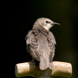 Young Starling DM0832