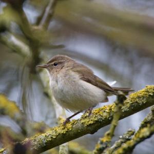 Chiffchaff DM0763