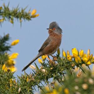 Dartford Warbler DM0204