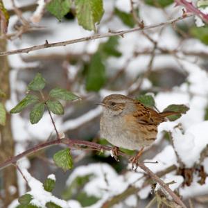 Dunnock DM1451