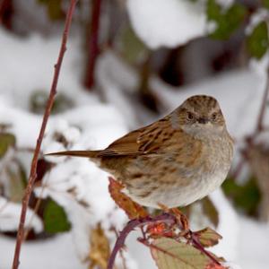 Dunnock DM1452