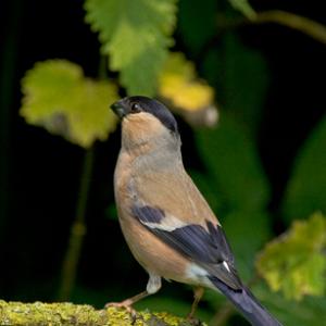 Female Bullfinch DM0773