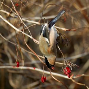 Female Bullfinch DM1460