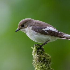 Female Pied Flycatcher DM0884