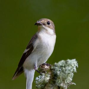 Female Piedflycatcher DM0880