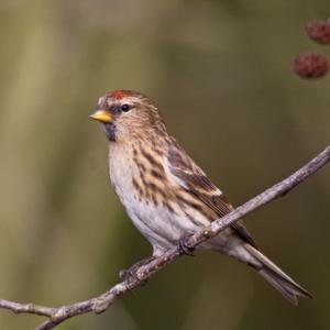 Heath & Woodland Birds