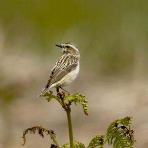 Whinchat (Hen)