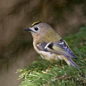 Goldcreast DM0776