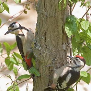 Greater Spotted Woodpecker  DM0203