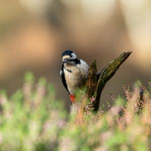 Greater-Spotted-Woodpecker-DM2123