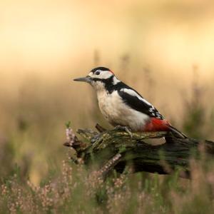 Greater-Spotted-Woodpecker-DM2124