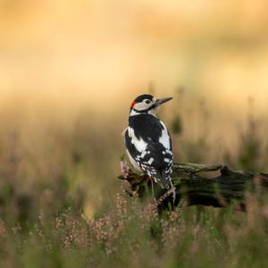 Greater-Spotted-Woodpecker-DM2139