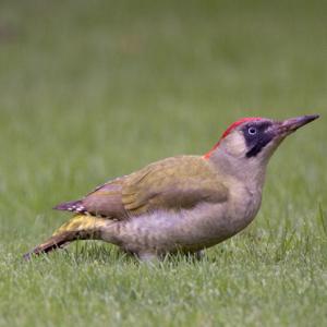 Green Woodpecker