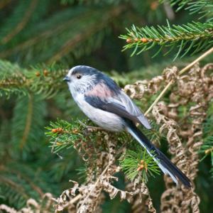 Long-tailed Tit DM0792
