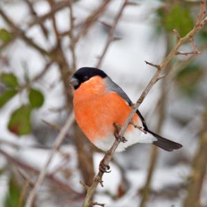 Male Bullfinch DM1454
