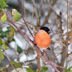 Male Bullfinch DM1455