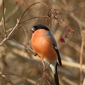 Male Bullfinch DM1461