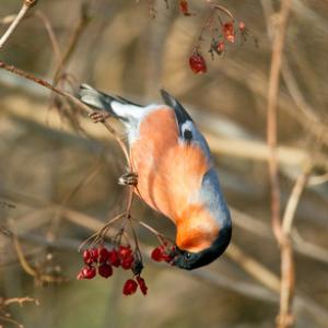 Male Bullfinch DM1462
