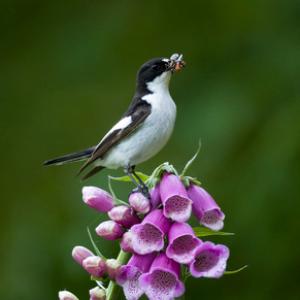 Male Pied Flycatche DMO888