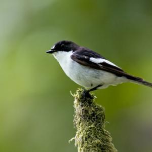 Male Pied Flycatcher DM0881