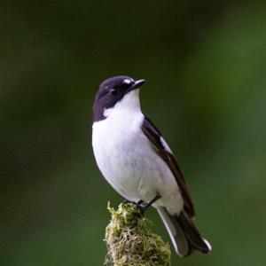 Male Pied Flycatcher DM0882