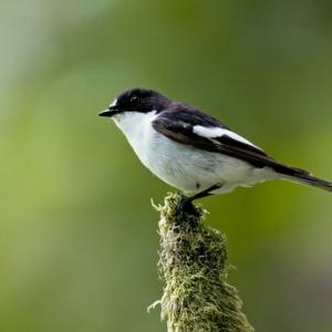 Pied Flycatcher (Male)