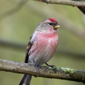 Male Redpoll 2