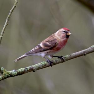 Male Redpoll