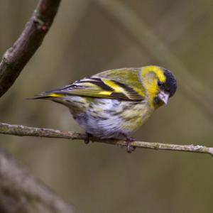 Male Siskin 3