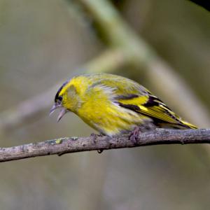 Male Siskin