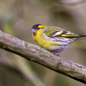 Male Siskin 2