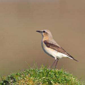 Male Wheatear DM0863