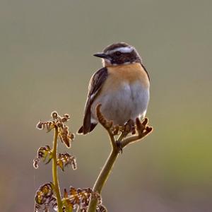Whinchat (Male)